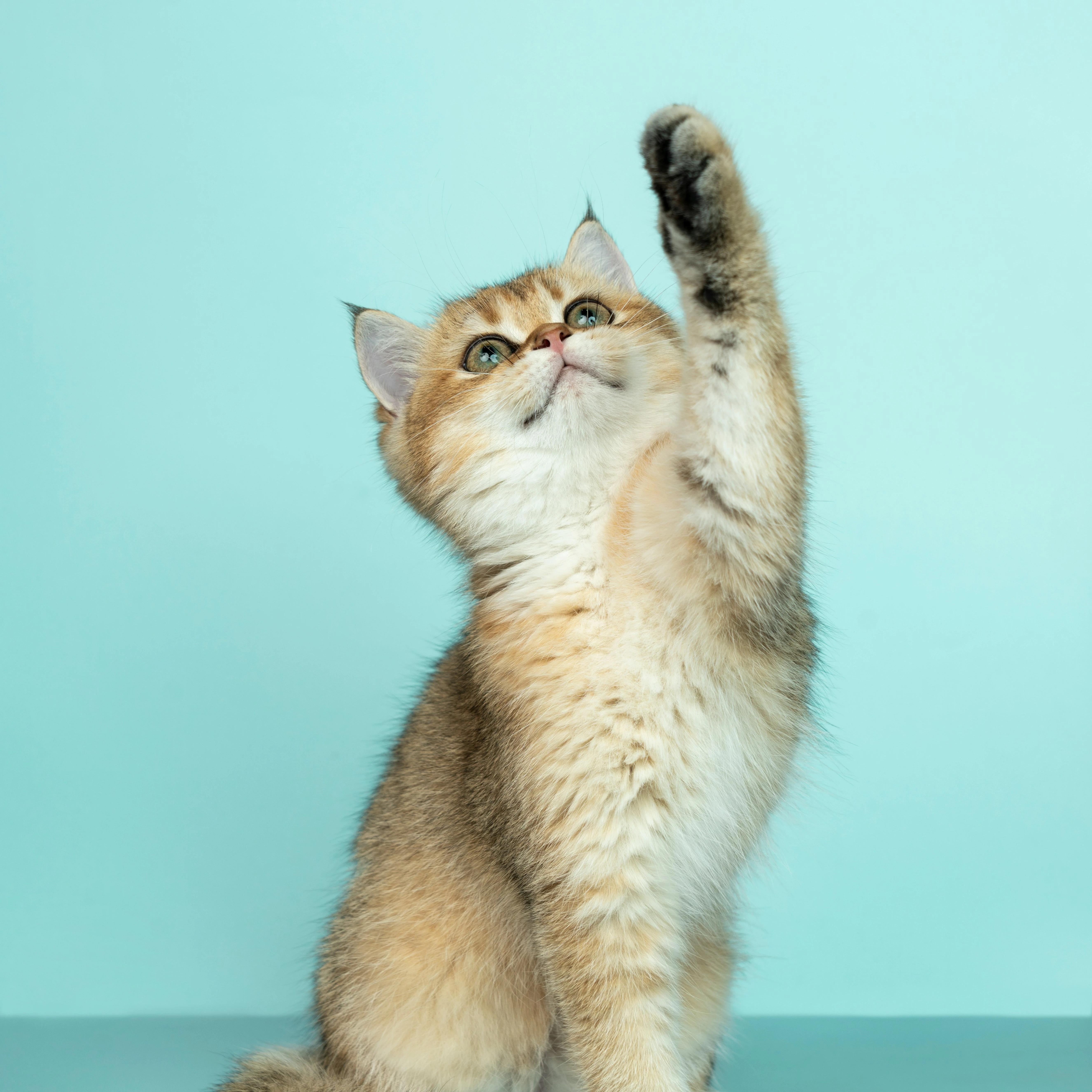 Gato durante aferição de pressão arterial
