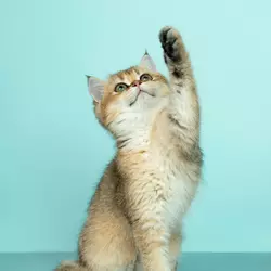 Gato durante exame cardiológico