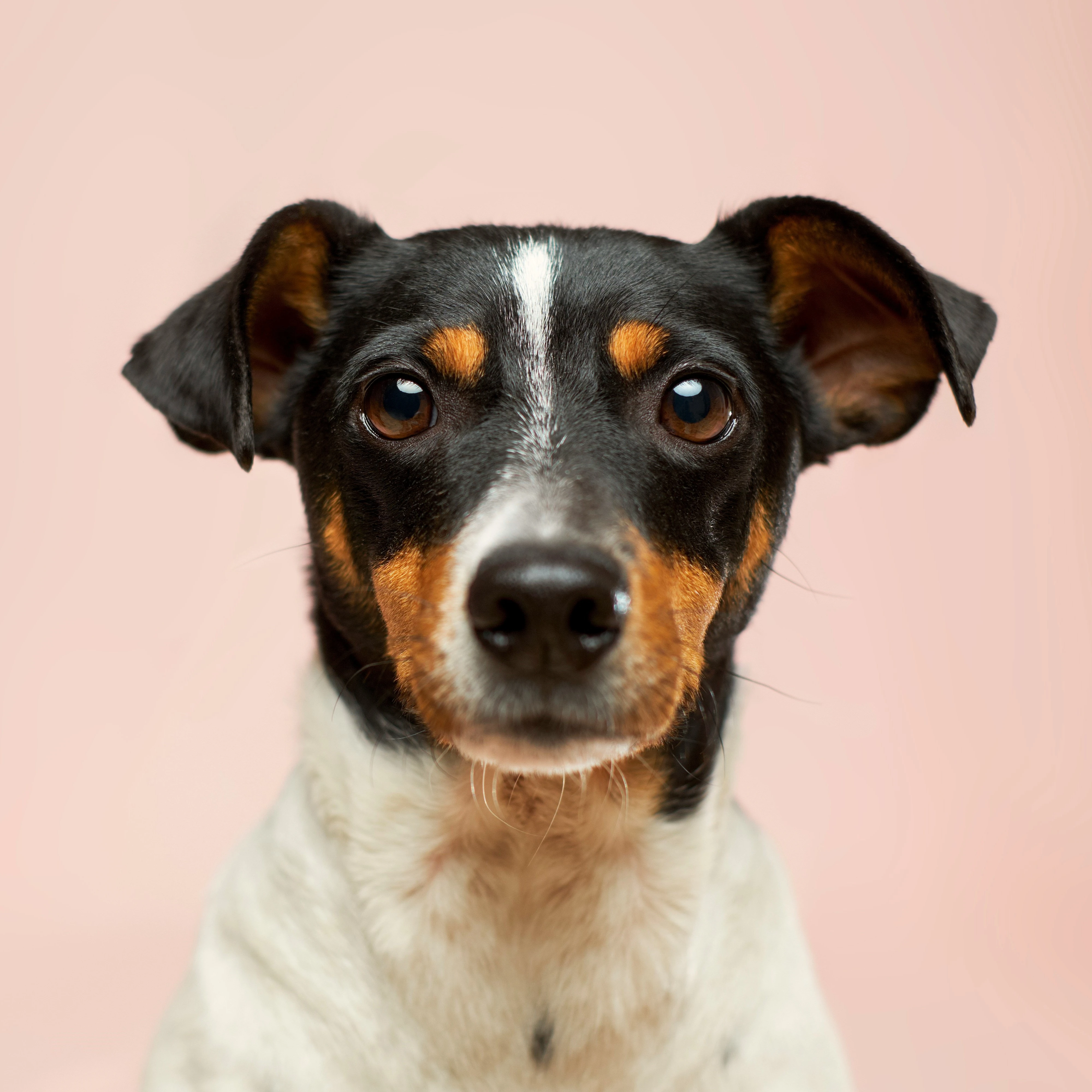 Cão em consulta cardiológica veterinária